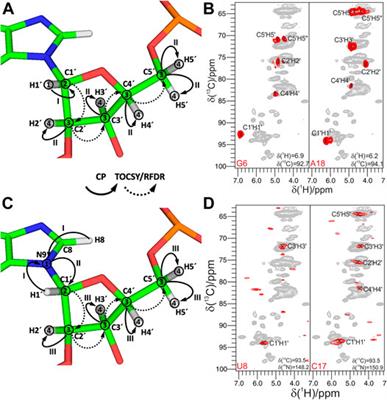 Strategies for RNA Resonance Assignment by 13C/15N- and 1H-Detected Solid-State NMR Spectroscopy